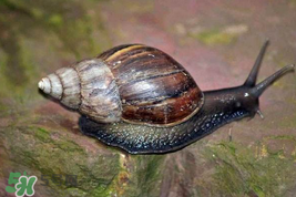 福壽螺能吃嗎？福壽螺吃了會怎么樣？