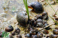 福壽螺能吃嗎？福壽螺吃了會怎么樣？