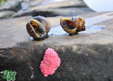 福壽螺能吃嗎？福壽螺吃了會怎么樣？