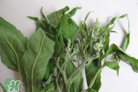 艾草的營養(yǎng)價值 艾草的功效與作用 艾草的營養(yǎng)價值 艾草的功效與作用