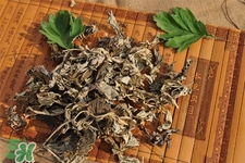 艾草可以治療濕疹嗎？艾葉如何治療濕疹？