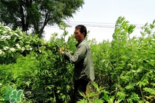 艾草可以治腳氣嗎？艾草泡腳能治腳氣嗎？