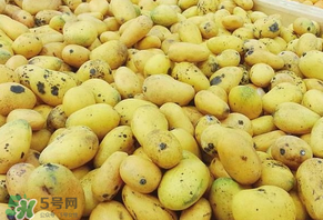 芒果爛了一點(diǎn)能吃嗎？芒果爛了一半還能吃嗎？