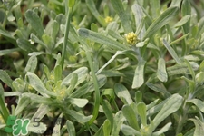 艾草能治療蕁麻疹嗎？艾草可以治療蕁麻疹嗎？