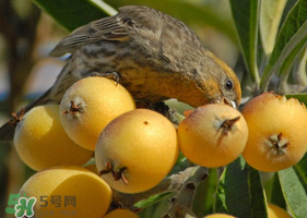 吃枇杷會胖嗎？晚上吃枇杷會胖嗎？