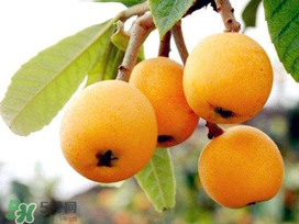 新鮮枇杷怎么吃止咳？新鮮枇杷怎么吃？