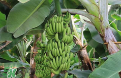 香蕉上有黑點(diǎn)能吃嗎？帶黑點(diǎn)的香蕉能吃嗎？