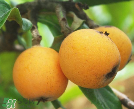 新鮮枇杷怎么吃止咳？新鮮枇杷怎么吃？