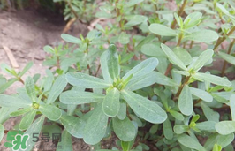 馬齒莧孕婦能吃嗎？馬齒莧孕婦可以外用嗎？