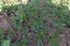 馬齒莧孕婦能吃嗎？馬齒莧孕婦可以外用嗎？