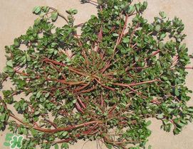 馬齒莧孕婦能吃嗎？馬齒莧孕婦可以外用嗎？