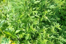 艾草可以治咳嗽嗎？艾草可以治小兒咳嗽嗎？