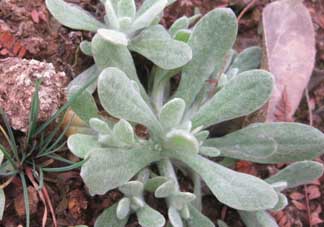 清明菜怎么保存？清明菜可以放冰箱嗎？