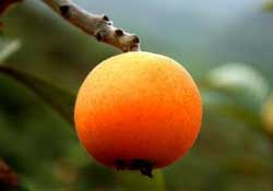 寶寶感冒可以吃枇杷嗎？寶寶感冒能吃枇杷嗎？