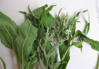 艾草可以治療宮寒嗎？艾草泡腳能治宮寒嗎？