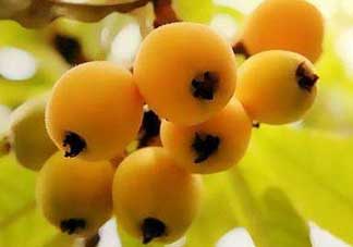 枇杷和蘋果能一起吃嗎？蘋果和枇杷能一起煮嗎？