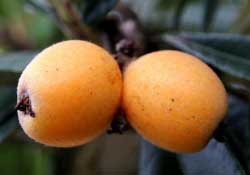 糖尿病能吃枇杷嗎？糖尿病人能吃枇杷嗎？