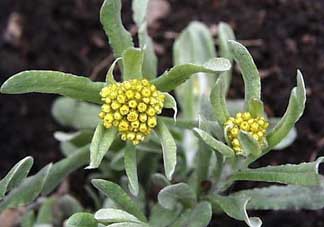 孕婦可以吃清明菜嗎？清明菜孕婦能吃嗎？