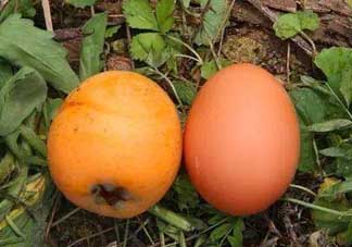 枇杷能和雞蛋一起吃嗎？枇杷可以和蛋一起吃嗎？