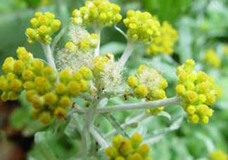 清明菜開花了能不能吃？清明菜怎么吃？