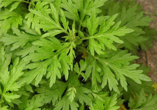 艾草吃了有什么好處？艾草吃多了會怎樣？