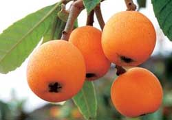 六個(gè)月寶寶可以吃枇杷嗎？6個(gè)月的寶寶能吃枇杷嗎？