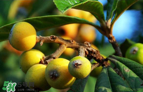 枇杷可以和蔥一起煮嗎？蔥和枇杷葉一起煮可以喝嗎？