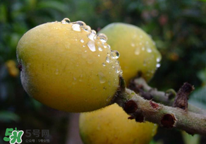 枇杷可以和蔥一起煮嗎？蔥和枇杷葉一起煮可以喝嗎？