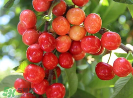 枇杷和櫻桃能一起吃嗎？枇杷和櫻桃可以一起吃嗎？