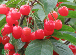 枇杷和櫻桃能一起吃嗎？枇杷和櫻桃可以一起吃嗎？