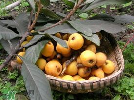 枇杷和櫻桃能一起吃嗎？枇杷和櫻桃可以一起吃嗎？