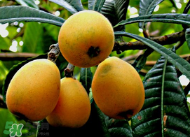 枇杷和桃可以一起吃嗎？枇杷和桃子能一起吃嗎？