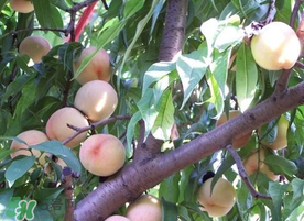 枇杷和桃可以一起吃嗎？枇杷和桃子能一起吃嗎？