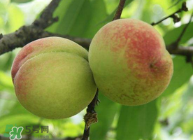 枇杷和桃可以一起吃嗎？枇杷和桃子能一起吃嗎？