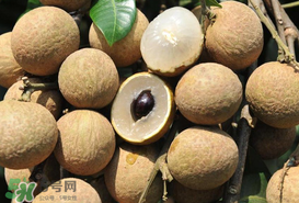 枇杷和龍眼能一起吃嗎？枇杷和桂圓能一起吃嗎？