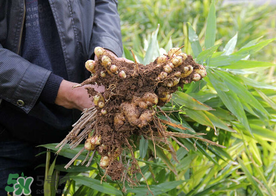 枇杷和姜能一起吃嗎？枇杷和生姜能一起煮嗎？