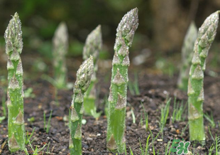 蘆筍什么人不能吃？蘆筍哪些人不能吃？