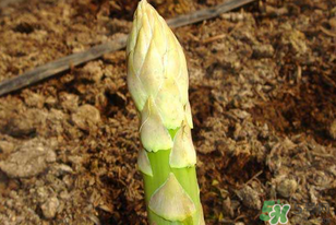 蘆筍什么人不能吃？蘆筍哪些人不能吃？