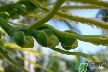 檳榔的營養(yǎng)價(jià)值 檳榔的功效與作用 檳榔的營養(yǎng)價(jià)值 檳榔的功效與作用