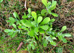 清明菜可以種植嗎？清明菜怎么種植？