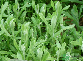 清明菜可以種植嗎？清明菜怎么種植？