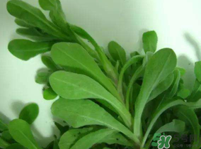 清明菜可以降血壓嗎？清明菜能降血壓嗎？