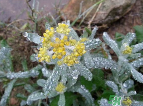 清明菜可以降血壓嗎？清明菜能降血壓嗎？