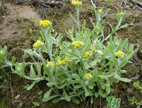 清明菜可以降血壓嗎？清明菜能降血壓嗎？