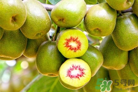 獼猴桃是低糖水果嗎？獼猴桃含糖量高嗎？