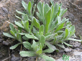 清明草怎么保存？清明草怎么鮮？