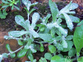 清明草怎么保存？清明草怎么鮮？