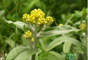 清明草怎么保存？清明草怎么鮮？