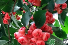 蓮霧熱量高嗎？一個(gè)蓮霧的熱量有多少？