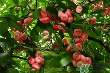 蓮霧熱量高嗎？一個(gè)蓮霧的熱量有多少？